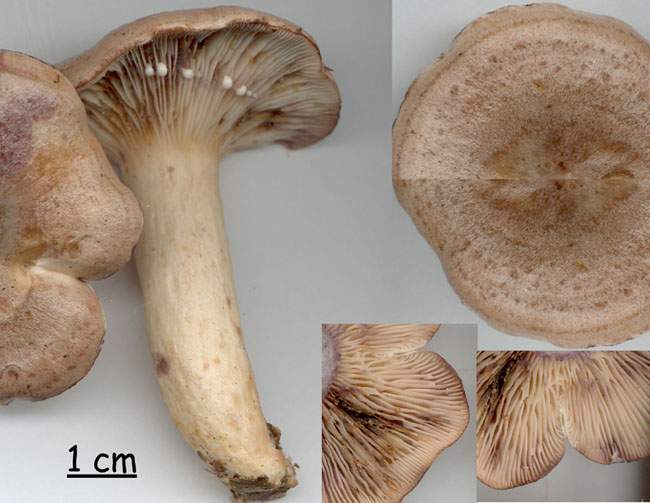 Lactarius violascens